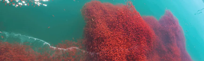 Ocean Krill