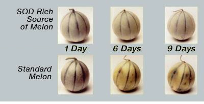 Longevity Antioxidants — melons4 large