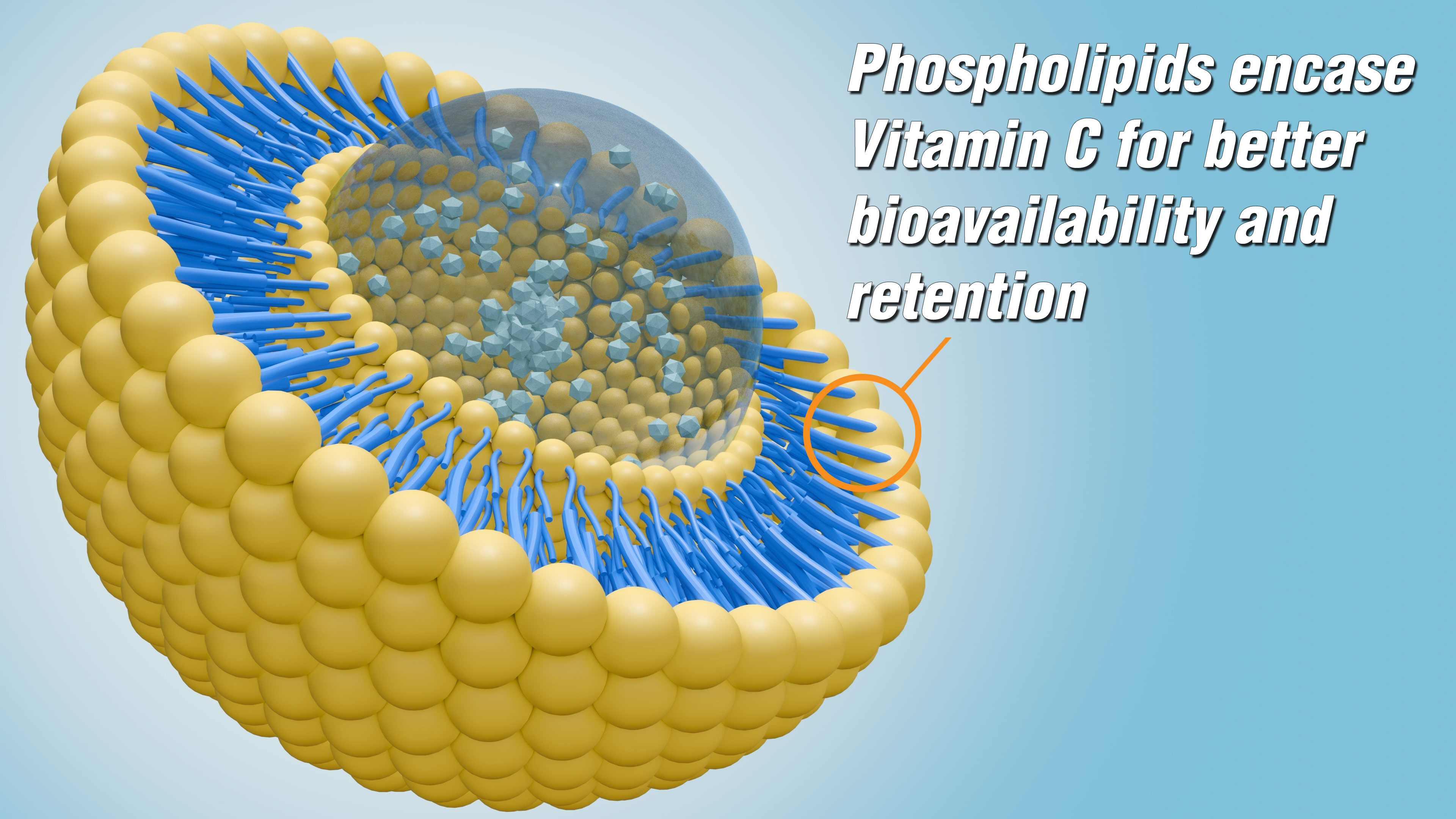 Mito-C — pl mitoc