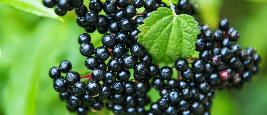 U-Defense™ Urinary Tract Total Health, Organic Austrian Elderberries
