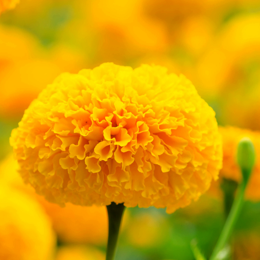 Vision Formula — marigoldflower