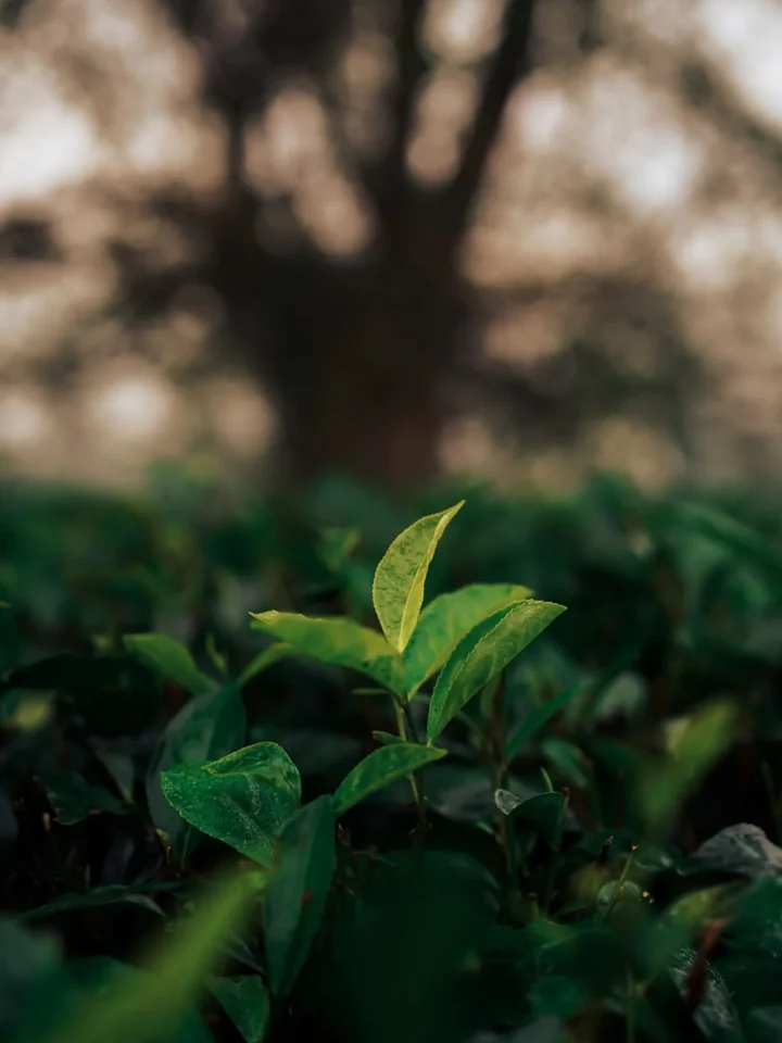 Fresh green tea leaves on the bush