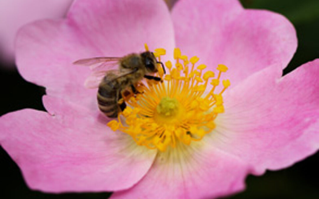 Bees and Prostate Health
