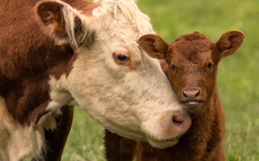 How Mother Cows Strengthen Immunity.