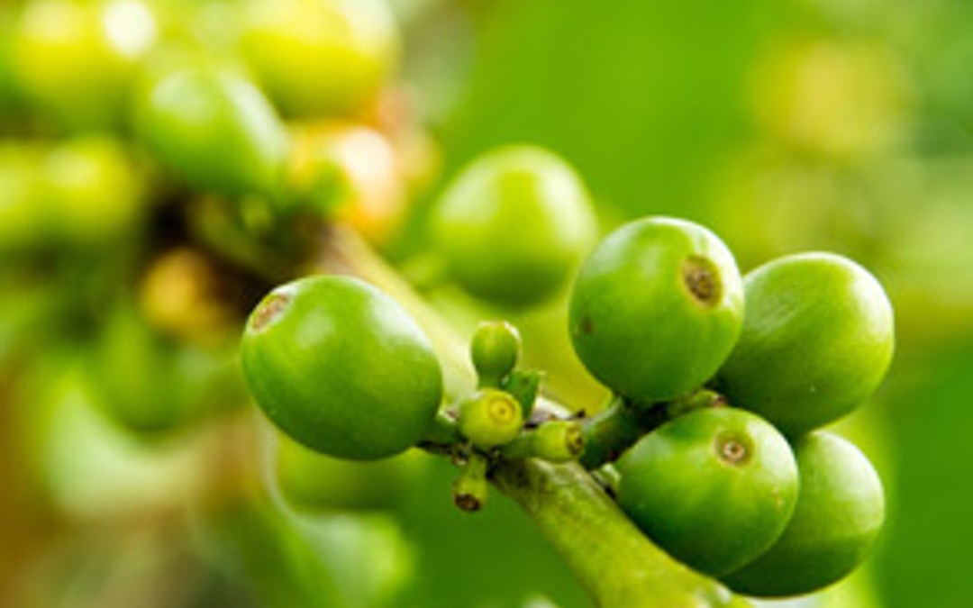 Go Green and Lose Pounds!