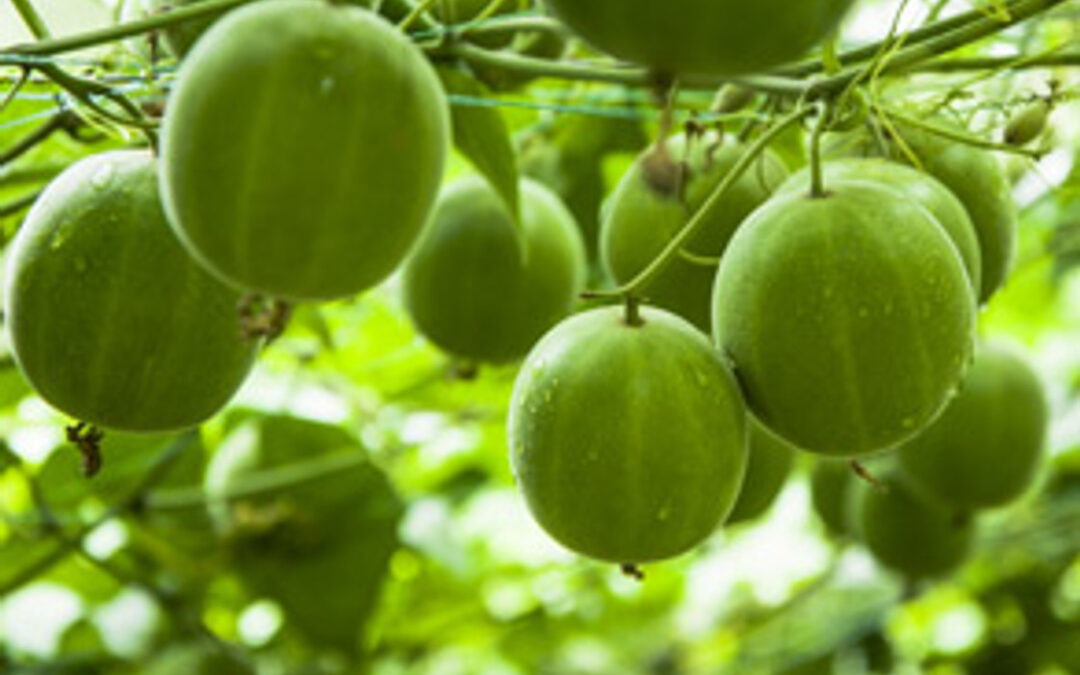 Ancient Chinese Fruit Helps Lungs and Throat.