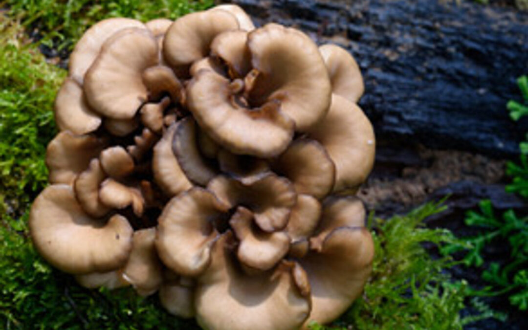 The Surprising Food that Bolsters Immunity