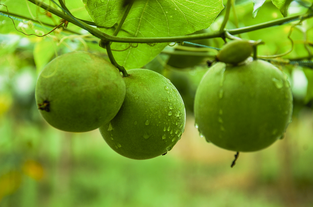 Lo Han Kuo in MDR OnGuard