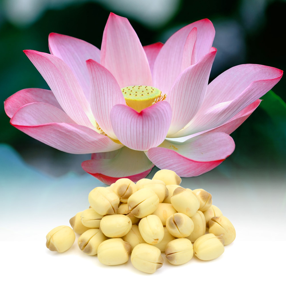 Lotus Seeds in MDR OnGuard