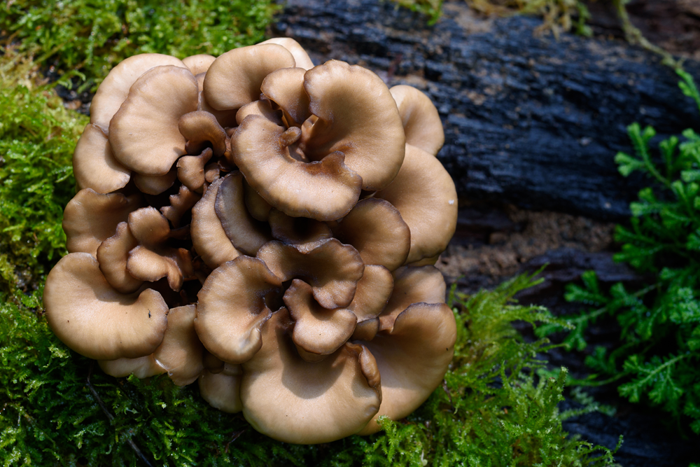 Maitake mushrooms in MDR OnGuard